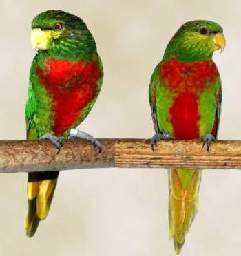 Neopsittacus musschenbroekii 